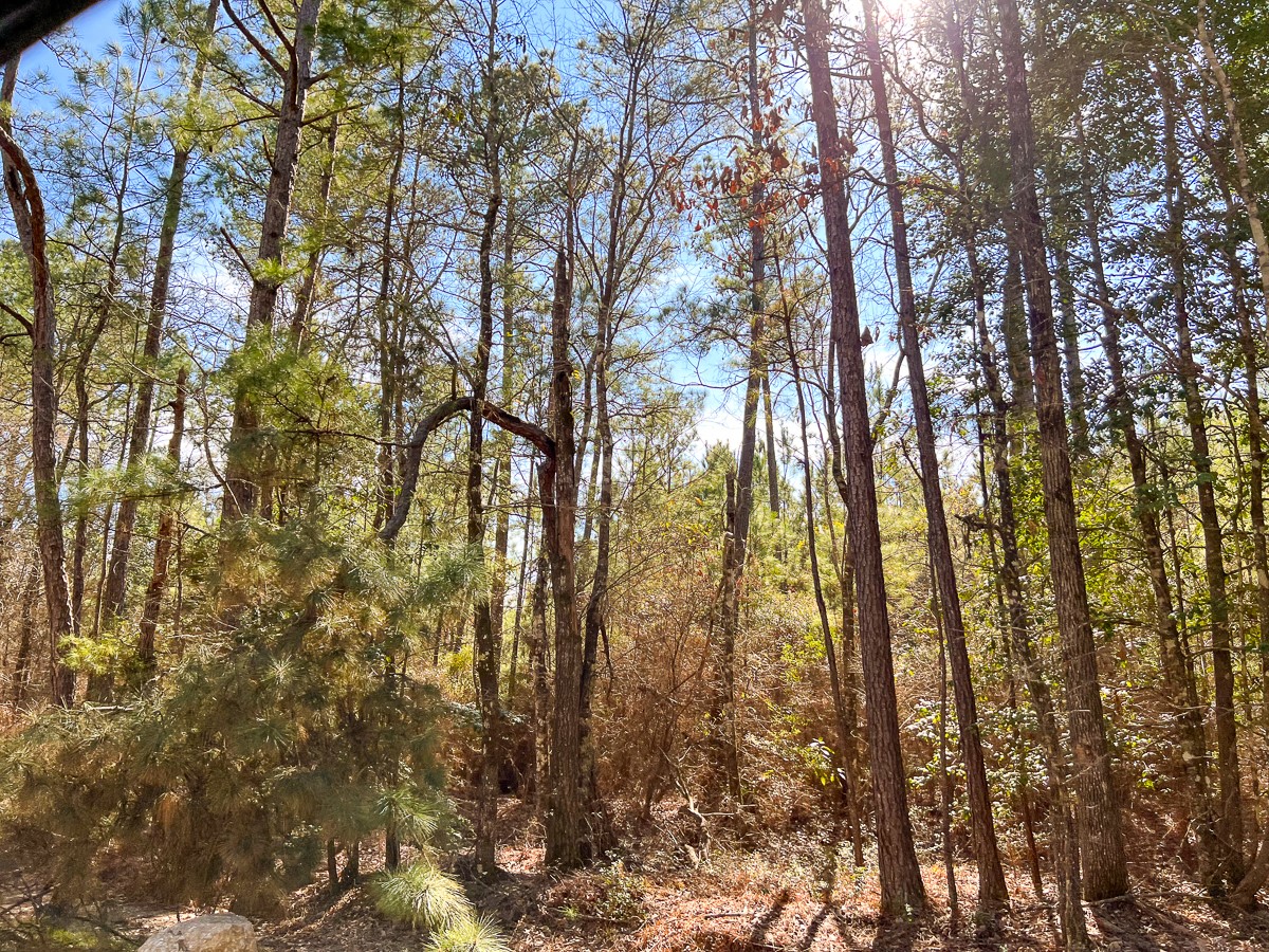 0 Union Springs Road Corrigan, TX 75939 - Photo 8 of 13 a yard with tall trees
