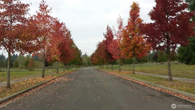 a view of a park with large trees
