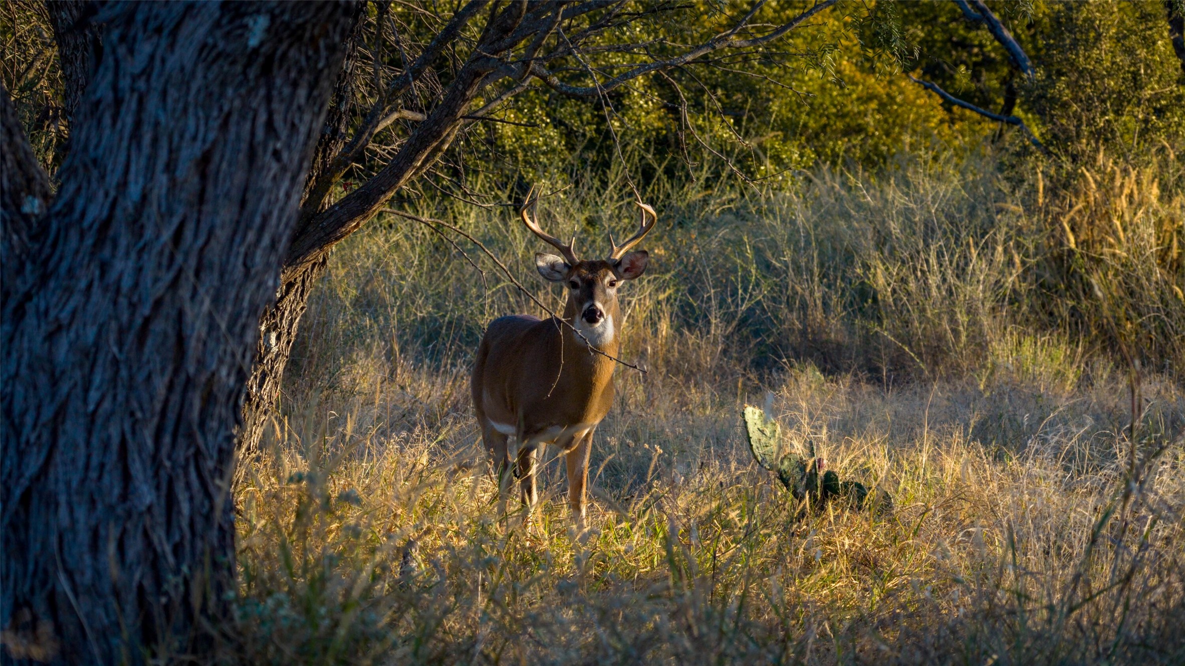 7702 Ranch Road 965 Llano, TX 78643 - Photo 29 of 40 a backyard of a house with lots of green space