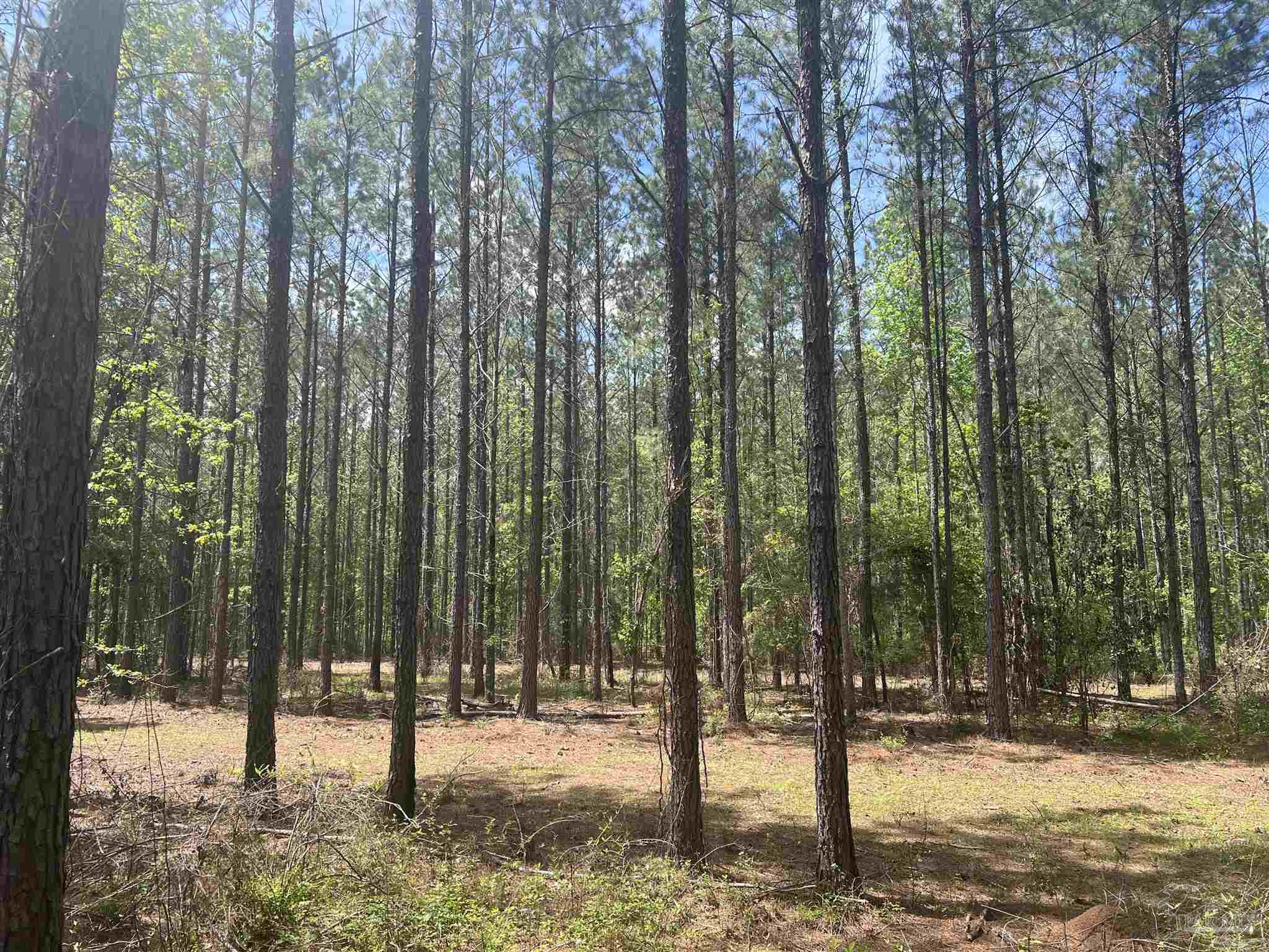 3500 Booneville Road Atmore, AL 36502 - Photo 3 of 33