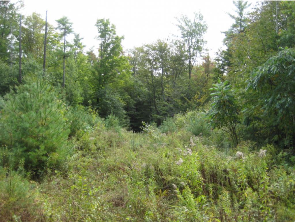0 Avery Road Wolfeboro, NH 03894 - Photo 14 of 23