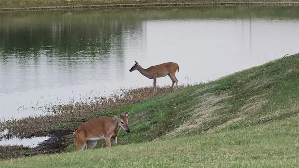 $4,990 | 236 Egret Lane, Austin, TX 78737