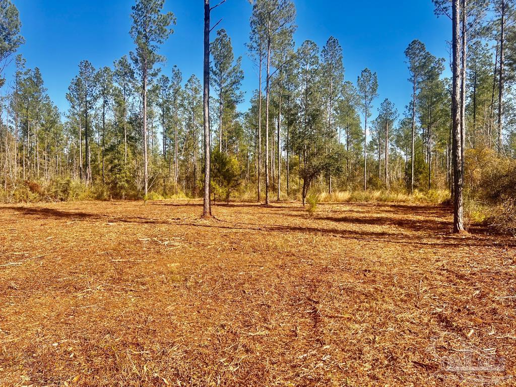 Lot 5 Denali Road Jay, FL 32565 - Photo 2 of 30