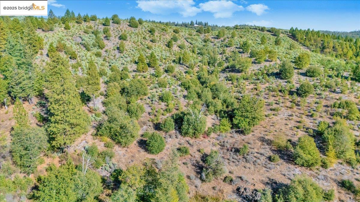 0 Jackass Creek Road Groveland, CA 95321 - Photo 7 of 10 a view of a green field with lots of bushes