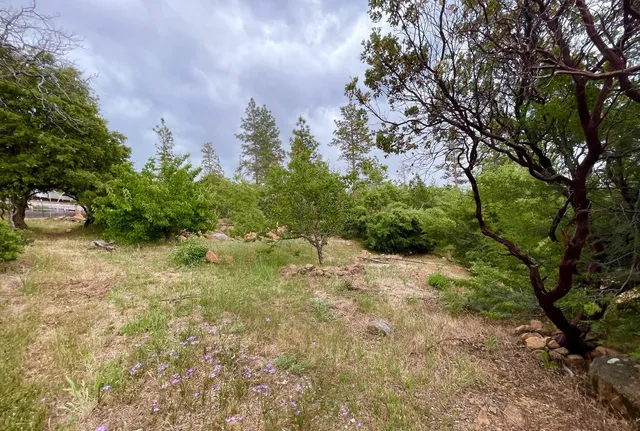 a view of a yard with plants and a trees