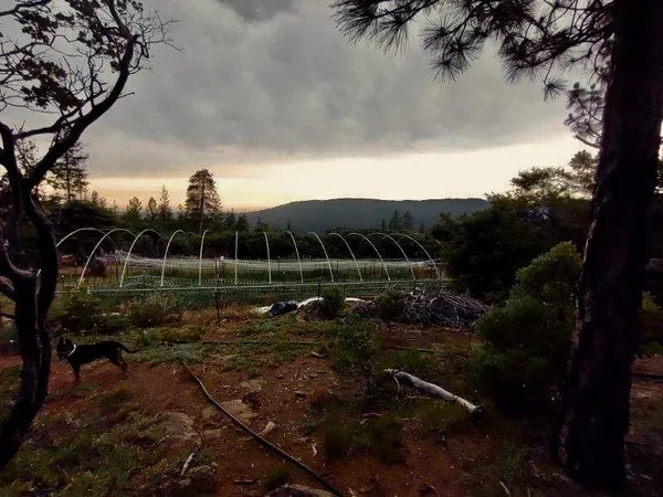 a view of a backyard