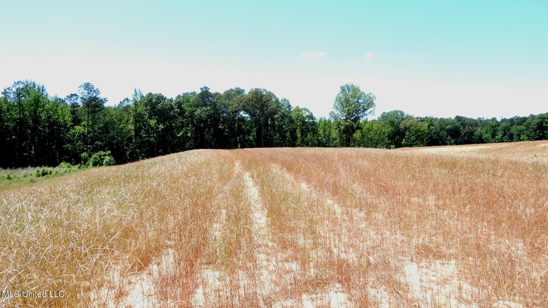 206 Hugh White State Pk Road Grenada, MS 38901 - Photo 3 of 14 DSCN6914