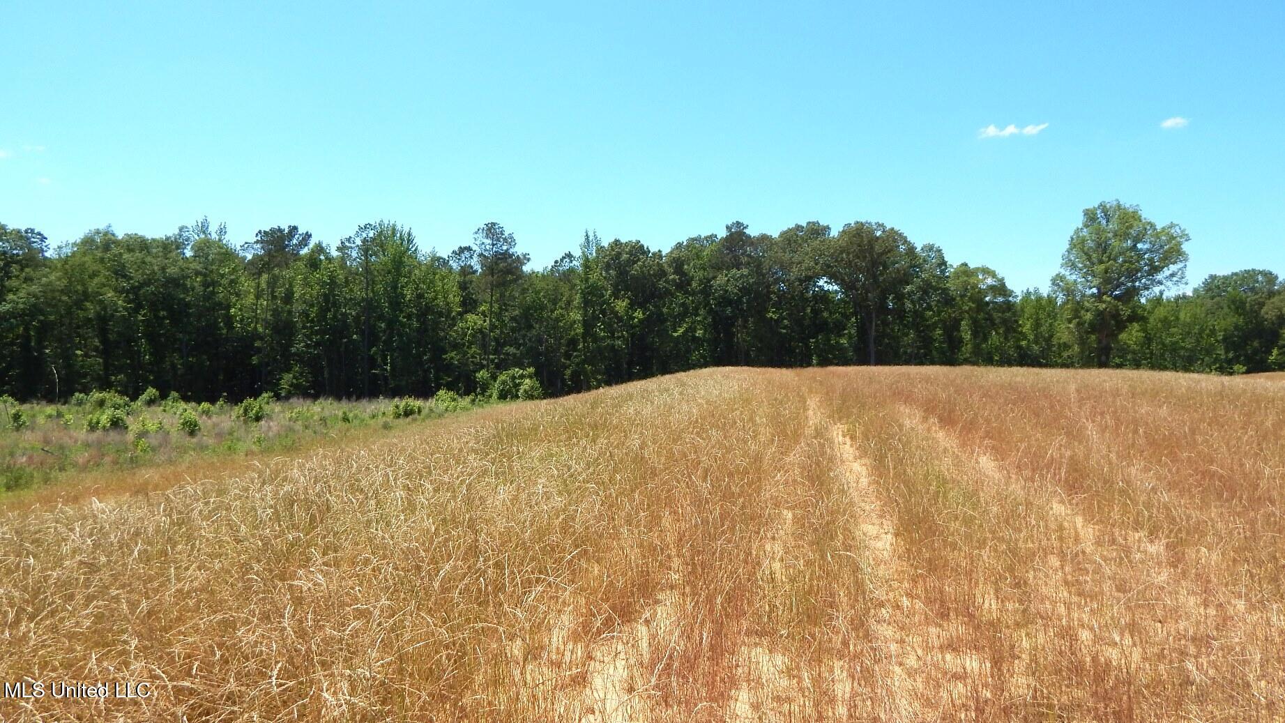 206 Hugh White State Pk Road Grenada, MS 38901 - Photo 6 of 14 DSCN6915