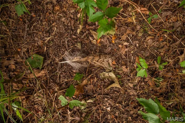 $379,900 | 37 Plantation Drive, Sikeston, MO 63801