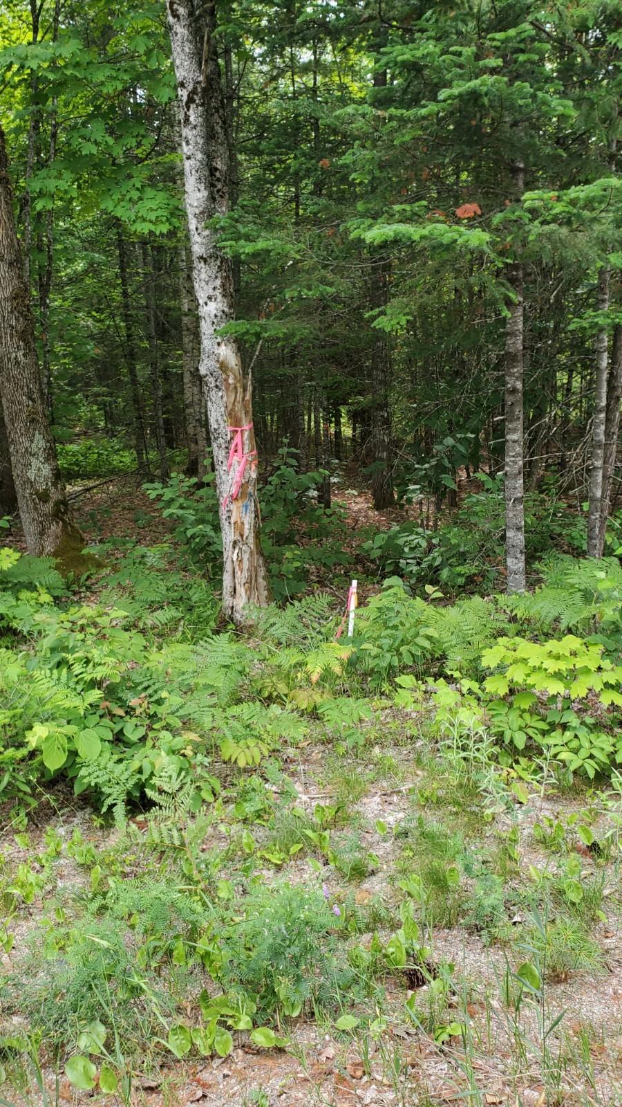 7 Rt 168 Lee, ME 04455 - Photo 3 of 5 20210701_145000