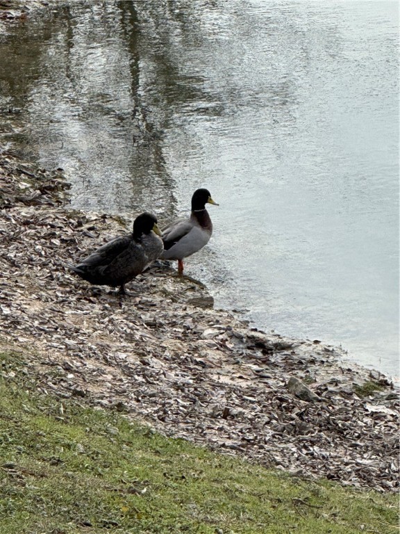23 North Shore Circle Waco, TX 76708 - Photo 14 of 32 a view of a backyard of the house