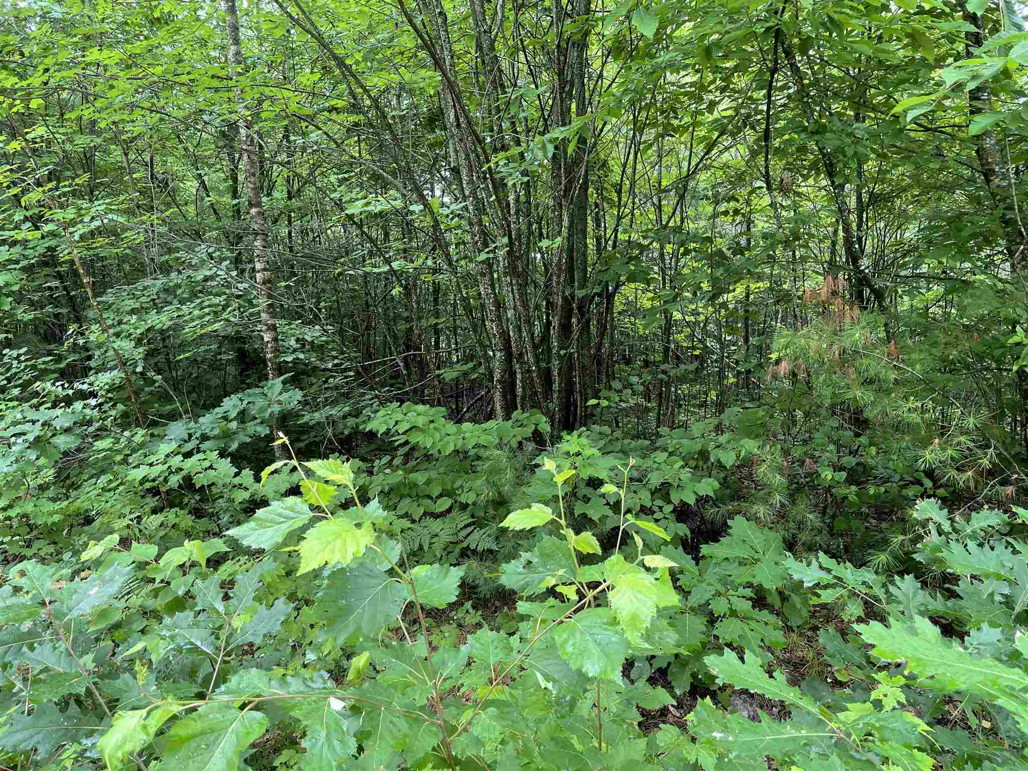 42 Moose Ridge Road Ossipee, NH 03864 - Photo 2 of 35 Gallery Image 2