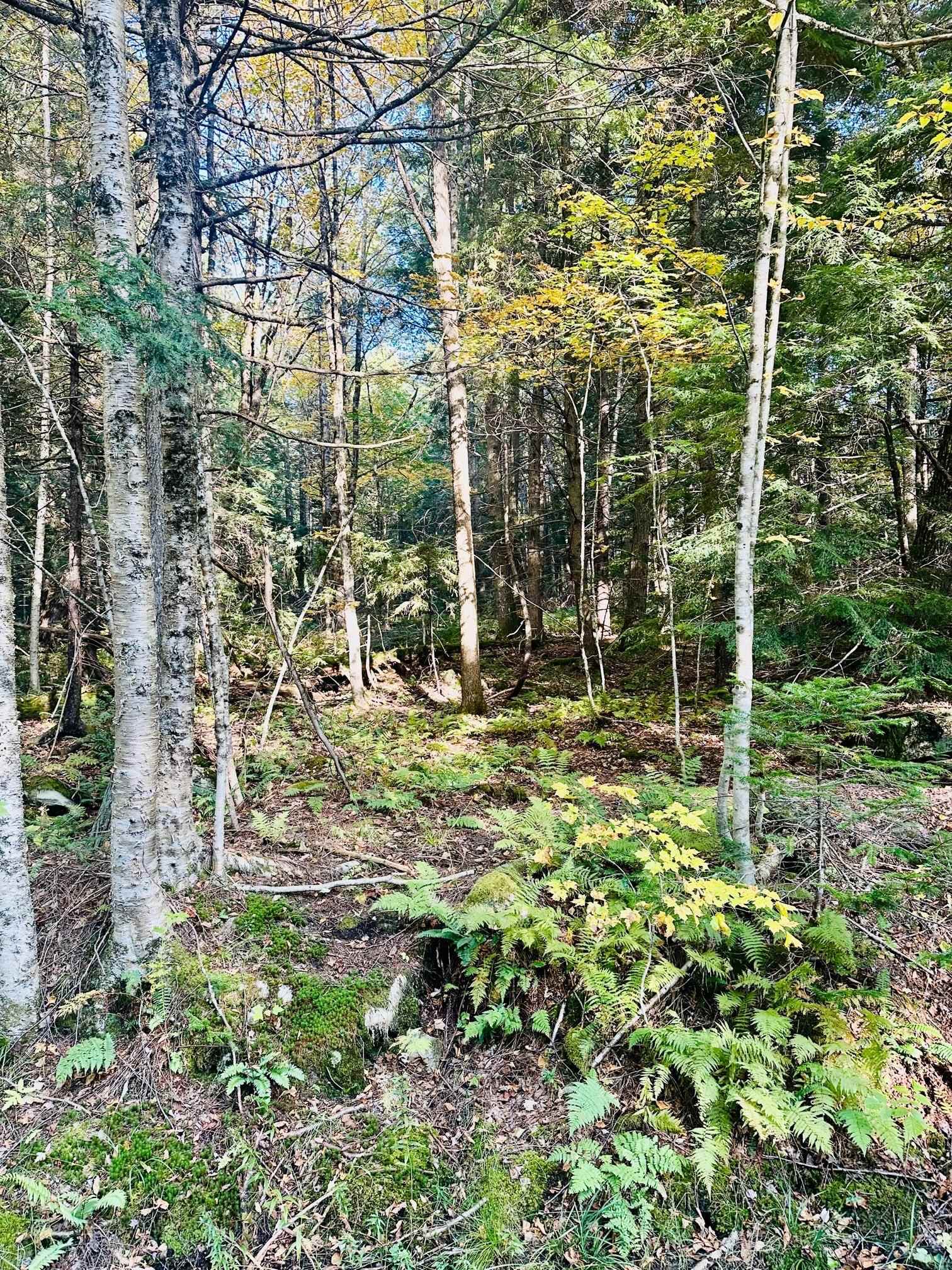 Lot #5 Beau Ridge Road, Unit 5 Wilmington, VT 05363 - Photo 3 of 7 Gallery Image 3