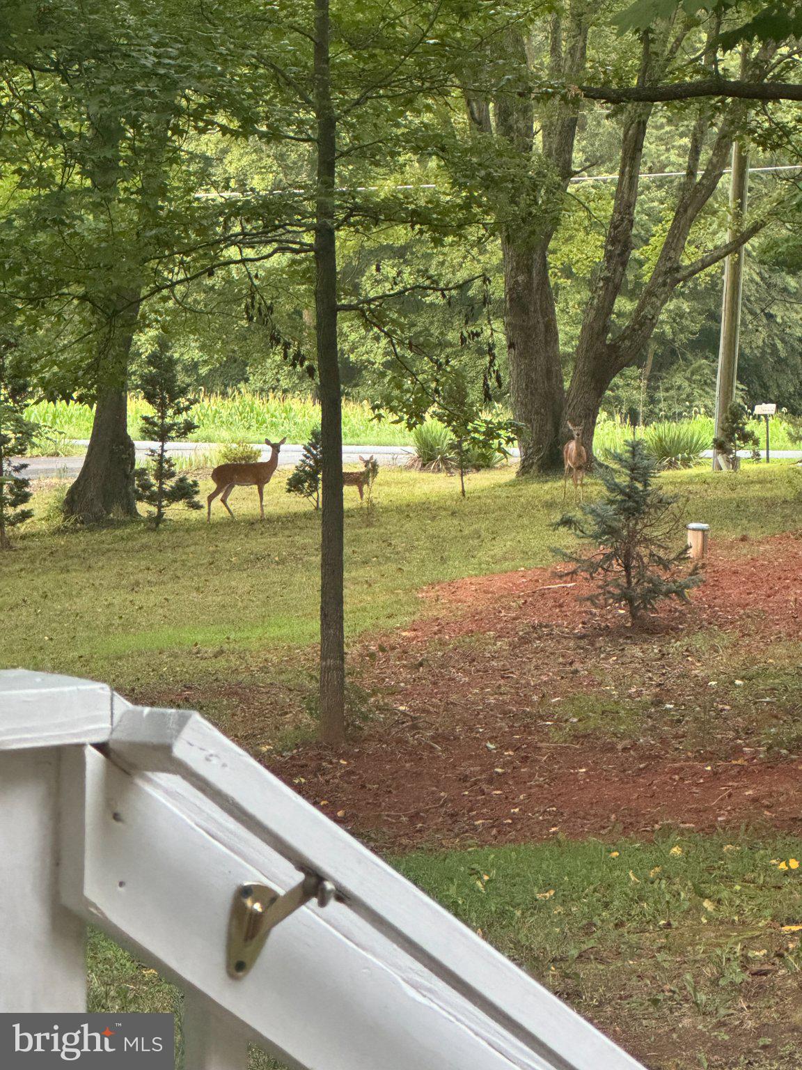 230 Richards Ferry Road Fredericksburg, VA 22406 - Photo 86 of 96 Serene deer grazing in nature's embrace.