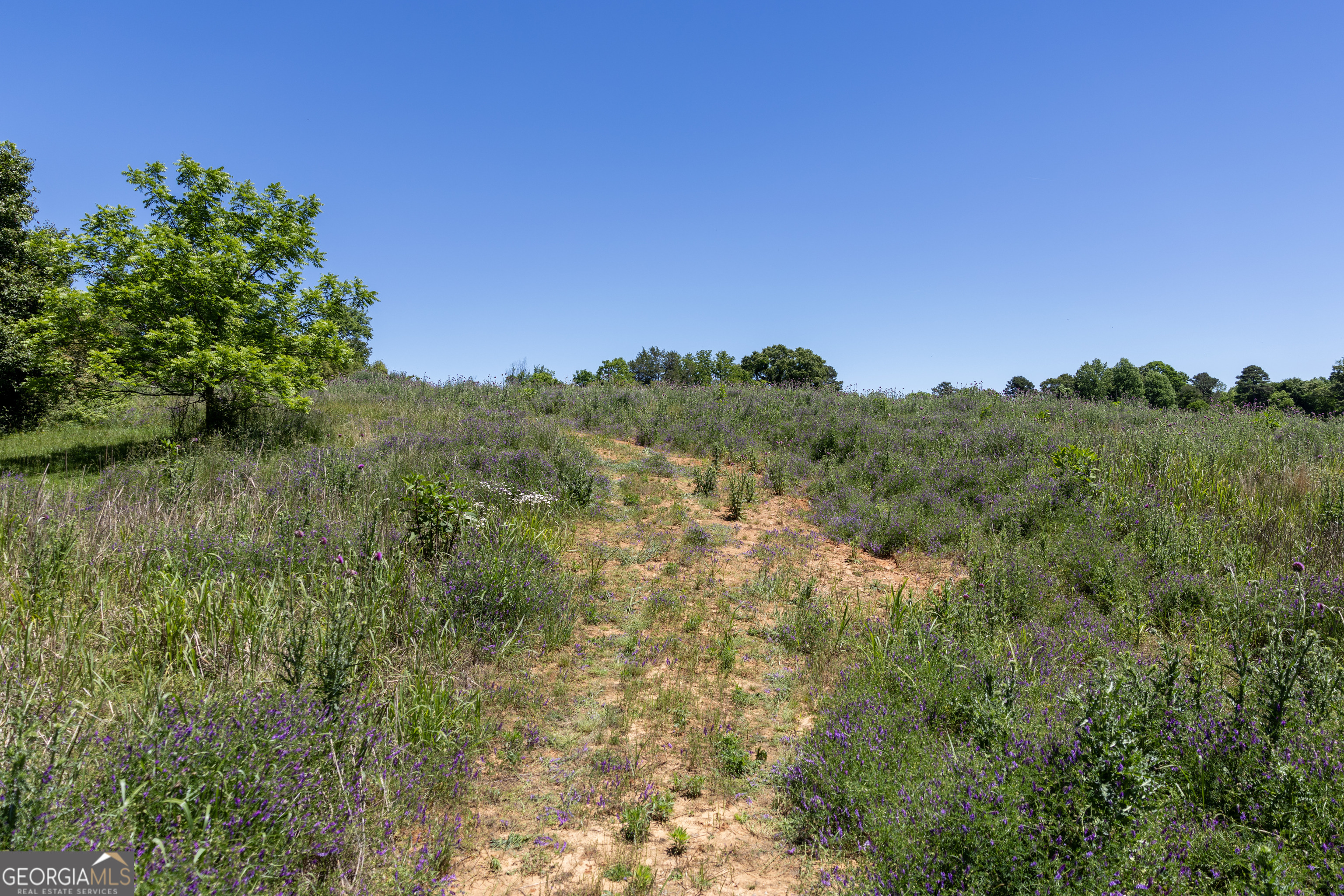 3600 Pea Ridge Road Cornelia, GA 30531 - Photo 5 of 11 a view of a lush green forest with lots of bushes