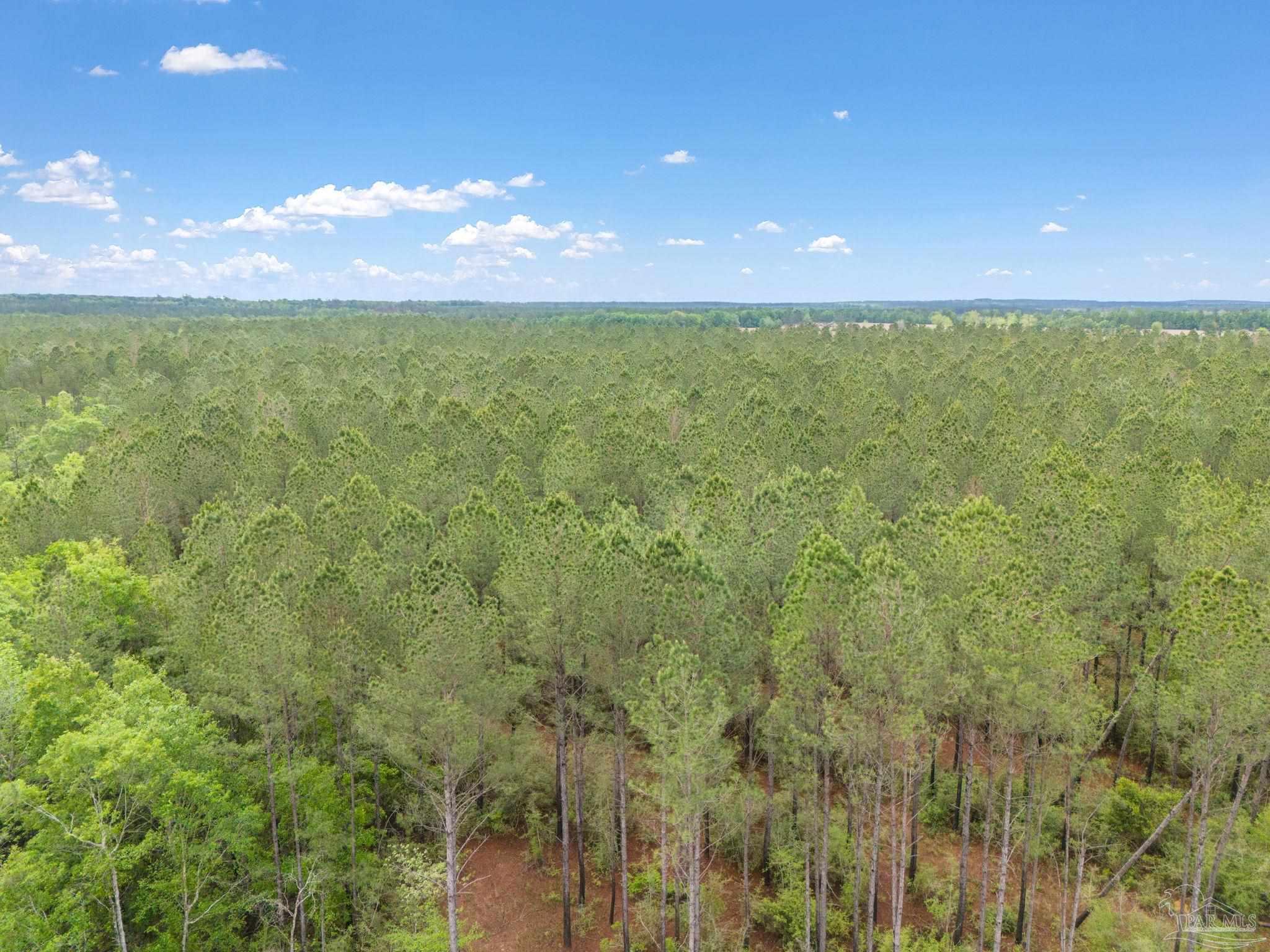 Lot 7 Mineral Springs Road Jay, FL 32565 - Photo 2 of 3 Gallery Image 2