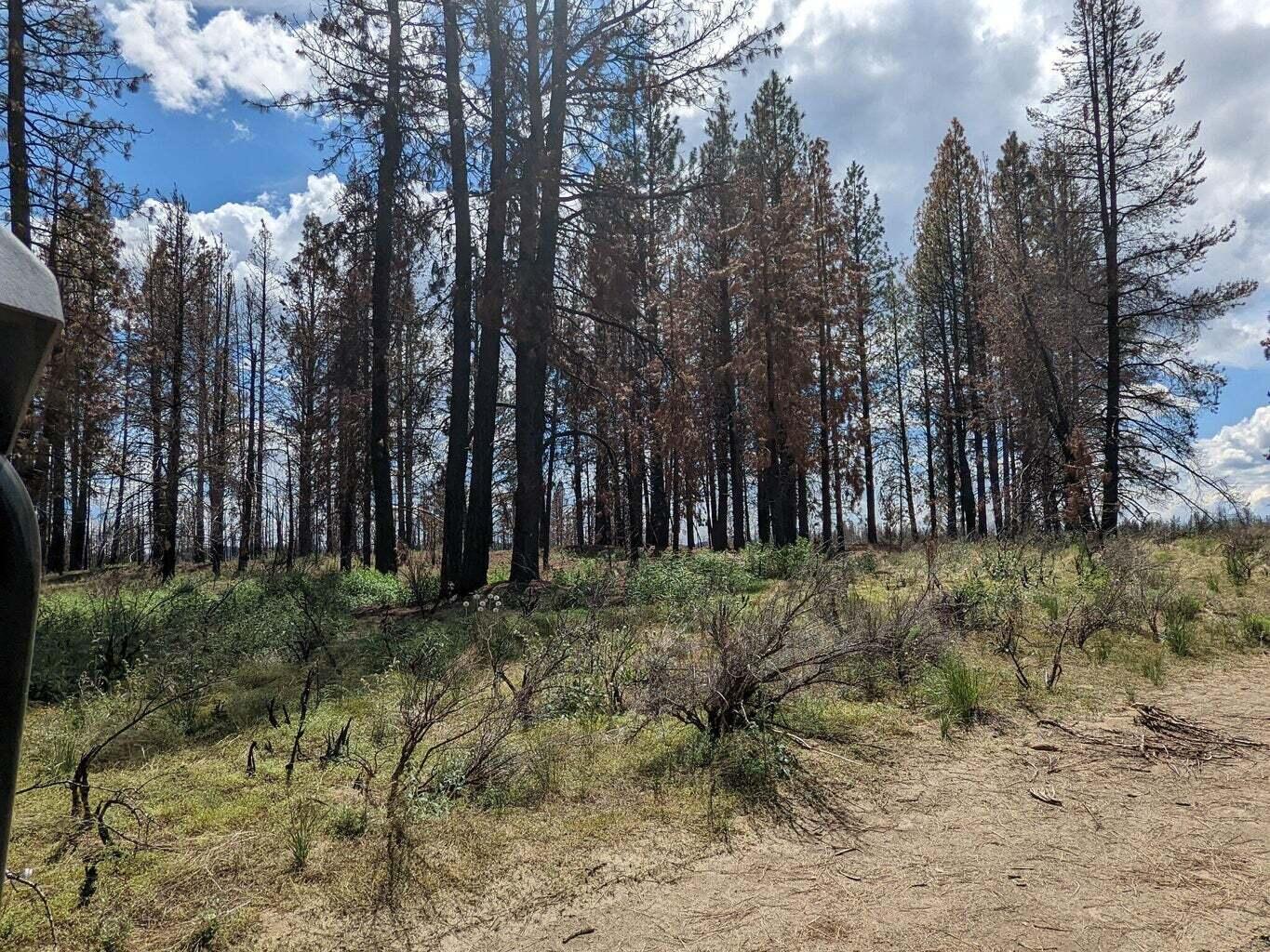 0 Bull Pine Road Bly, OR 97622 - Photo 1 of 6 1