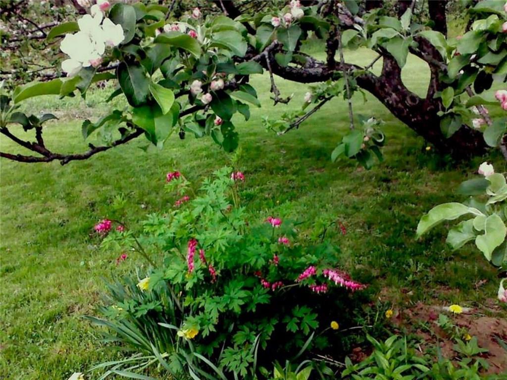 443 North Clary Road Jefferson, ME 04348 - Photo 29 of 34 BLEEDING HEART AND APPLE BLOSSOMS