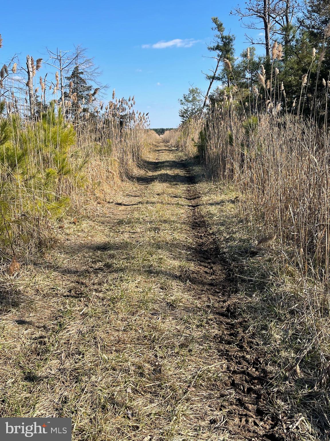 0 Charles Cannon Road Westover, MD 21871 - Photo 7 of 49
