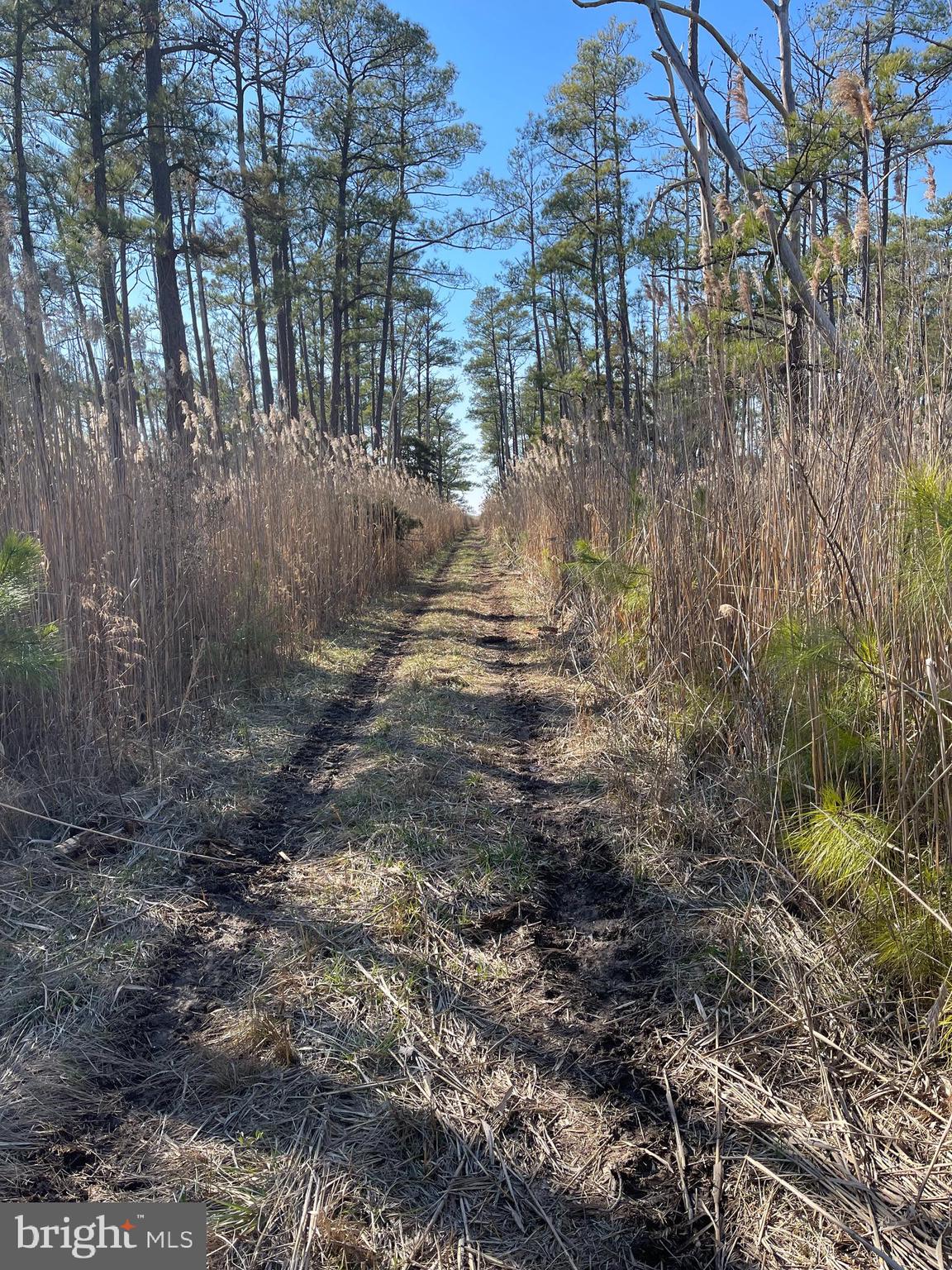 0 Charles Cannon Road Westover, MD 21871 - Photo 8 of 49