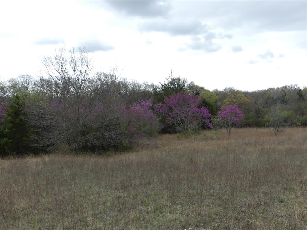 Tbd Dye Mound Road Forestburg, TX 76239 - Photo 11 of 26 View of nature