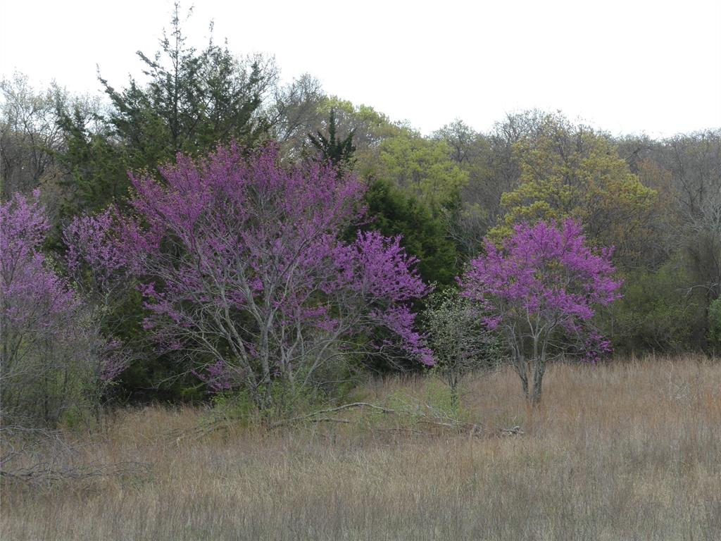 Tbd Dye Mound Road Forestburg, TX 76239 - Photo 10 of 26 View of landscape featuring a forest view
