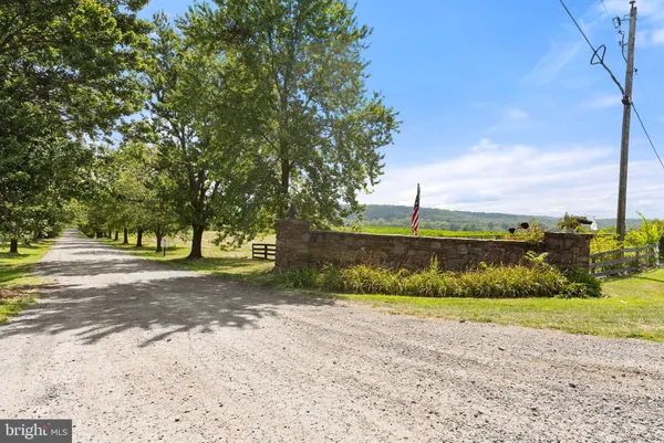 a view of a yard with plants and a large tree