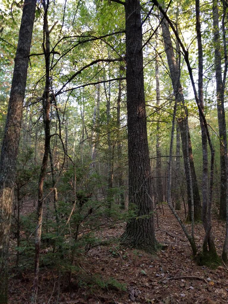 Tbd Dry Road, Unit 34 Speedwell, VA 24374 - Photo 22 of 25 Gallery Image 22