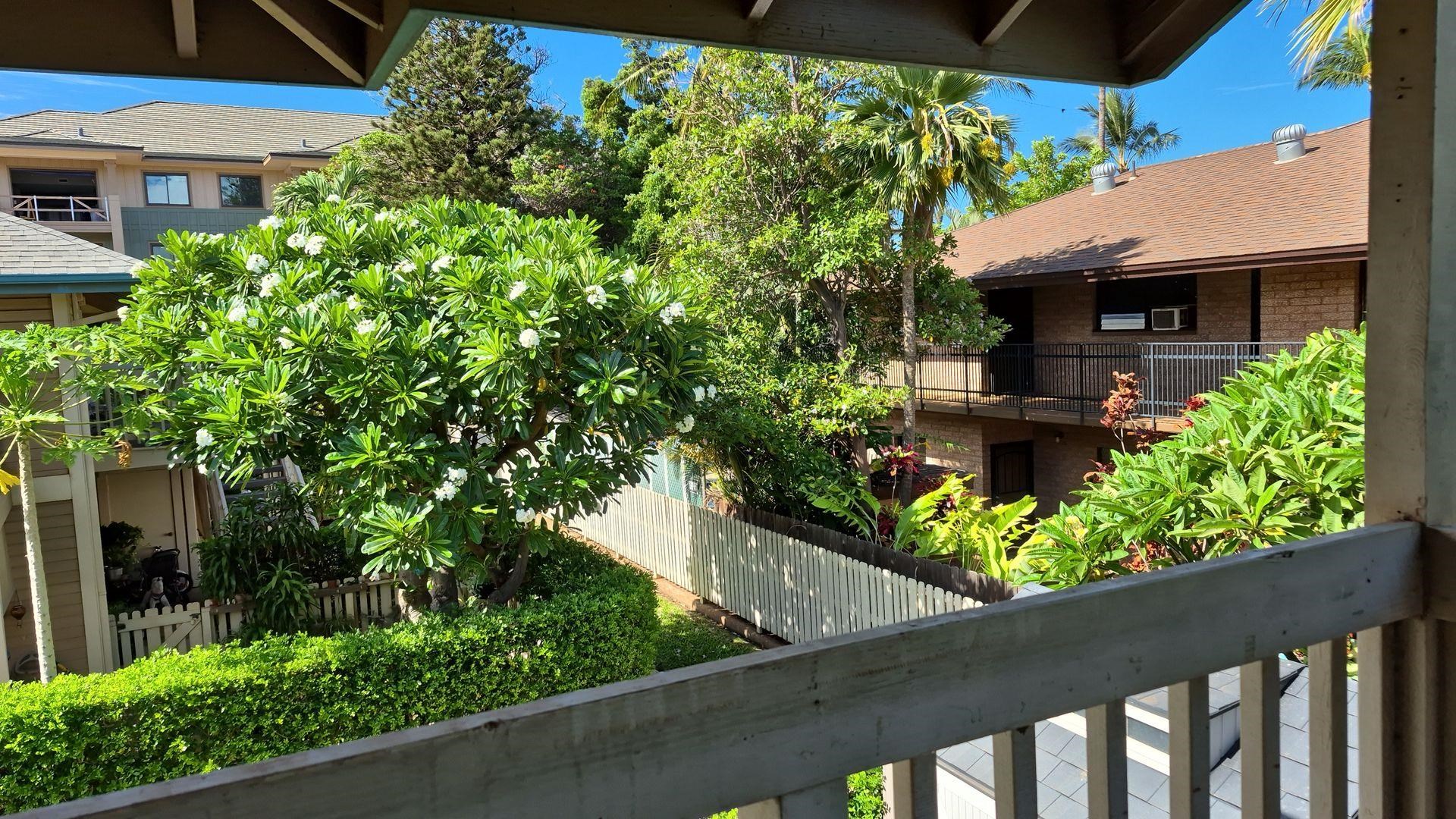 480 Kenolio Road Kihei, HI 96753 - Photo 9 of 11