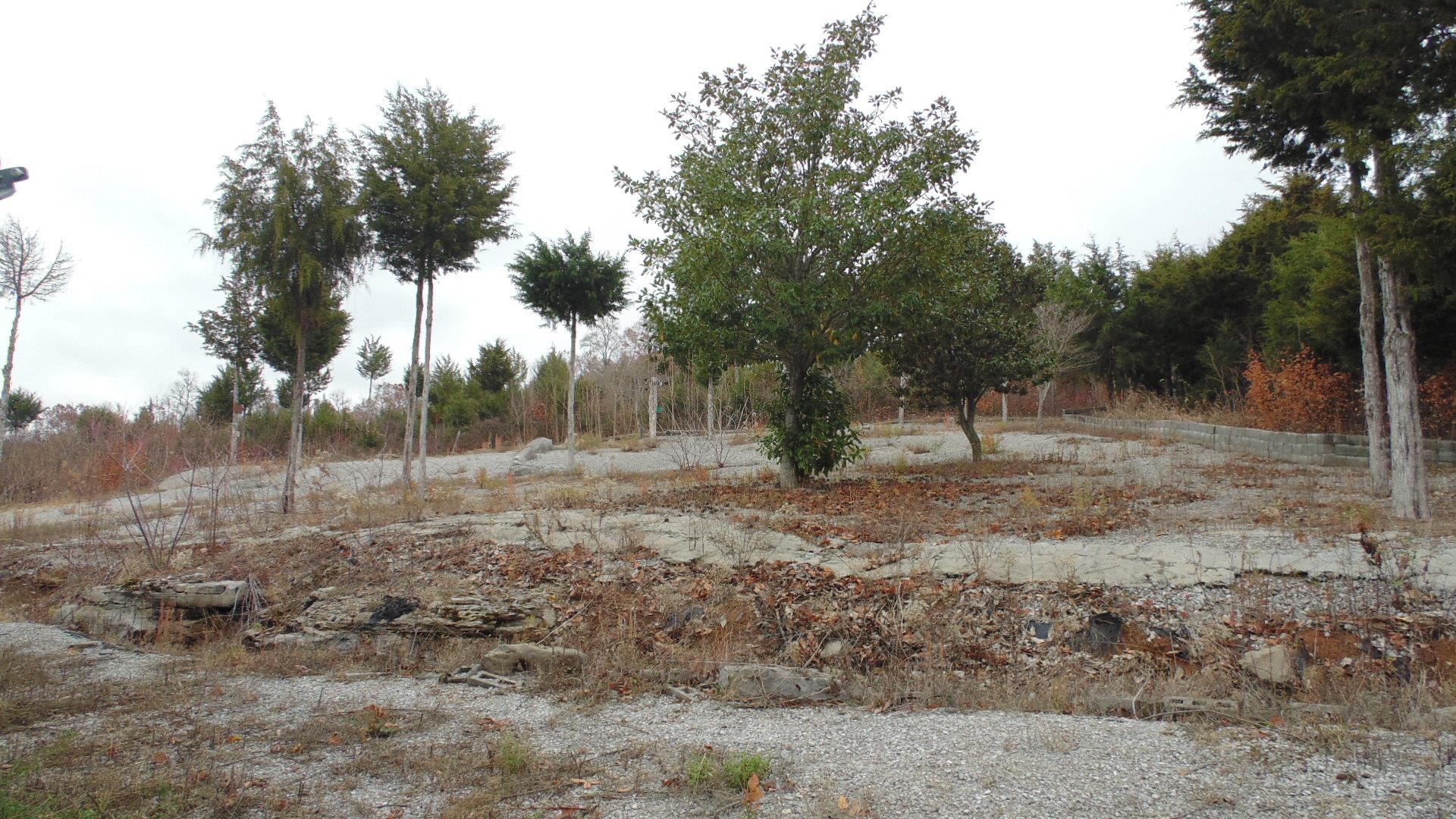 929 Cedar Mountain Road Decherd, TN 37324 - Photo 3 of 15 a view of a yard with a tree