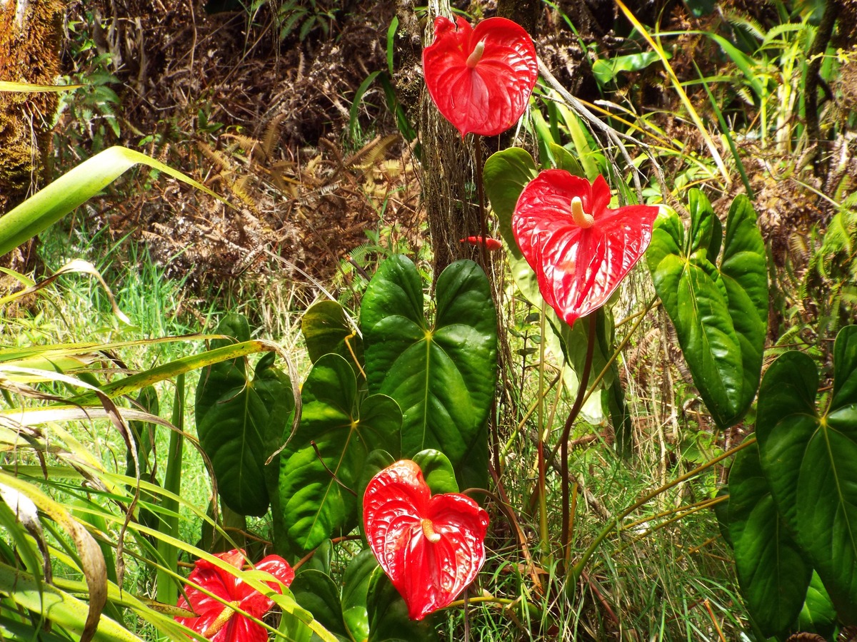 11-3761 3rd Street Volcano, HI 96785 - Photo 11 of 29 Gallery Image 11