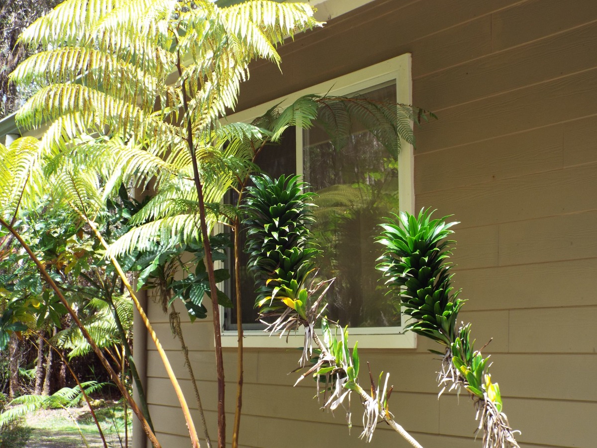 11-3761 3rd Street Volcano, HI 96785 - Photo 7 of 29 Gallery Image 7