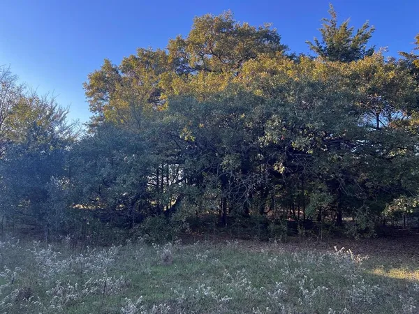 a view of a yard