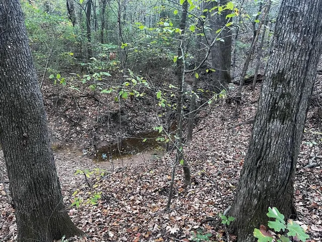 a view of a yard with plants and large trees