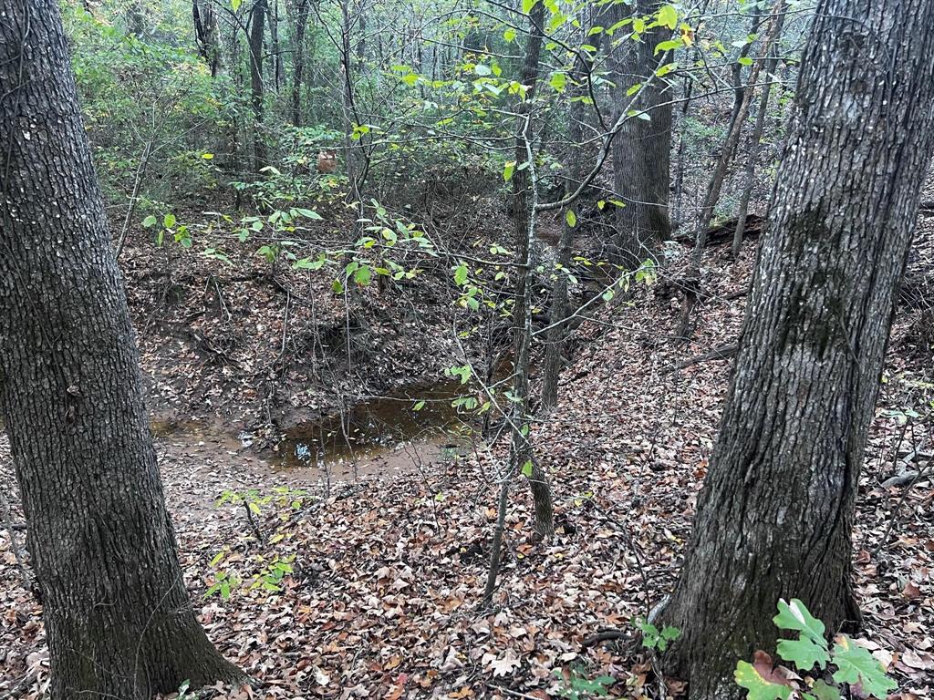 2620 County Road 2620 Ivanhoe, TX 75447 - Photo 20 of 24 a view of a yard with plants and large trees