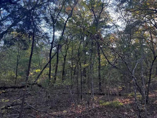 a view of a forest with trees