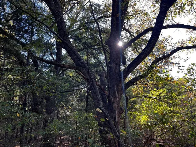 a view of backyard with green space