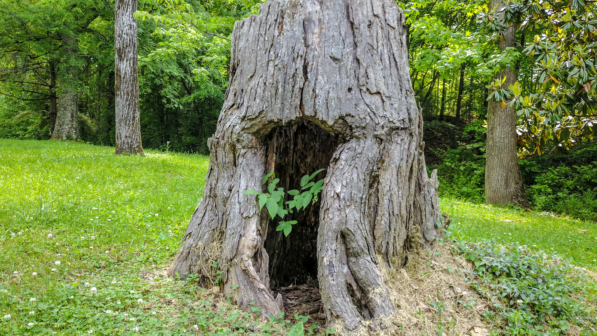 2035 Old Chilhowee Road Seymour, TN 37865 - Photo 29 of 29 CONVERSATION STUMP