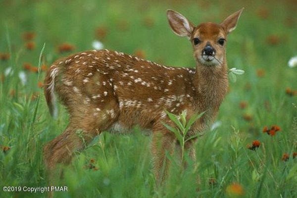 15.2-acres Gallagher Road Tobyhanna, PA 18466 - Photo 3 of 6 Fawn