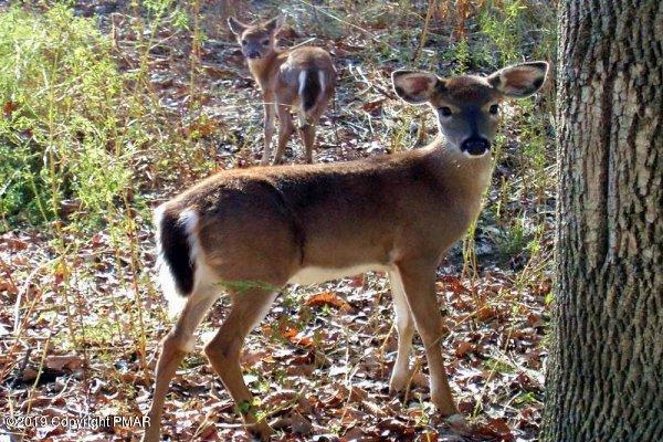 15.2-acres Gallagher Road Tobyhanna, PA 18466 - Photo 4 of 6 Fawns