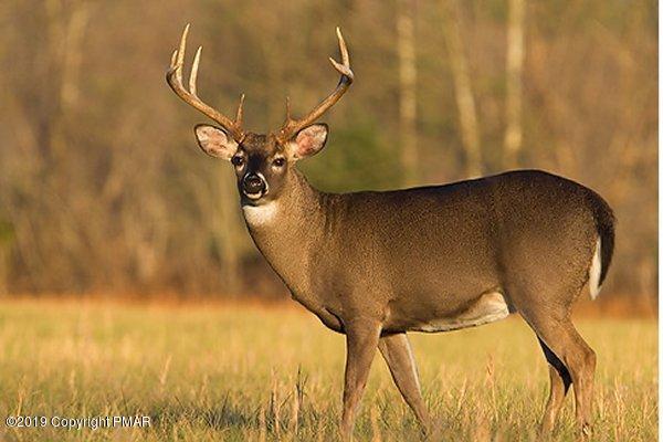 15.2-acres Gallagher Road Tobyhanna, PA 18466 - Photo 5 of 6 whitetailbuck landspace