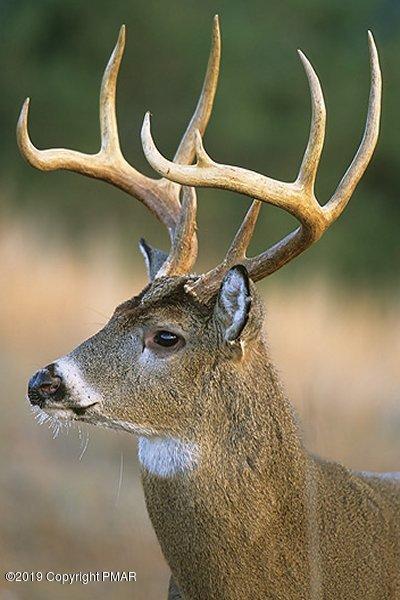 15.2-acres Gallagher Road Tobyhanna, PA 18466 - Photo 6 of 6 whitetailbuck