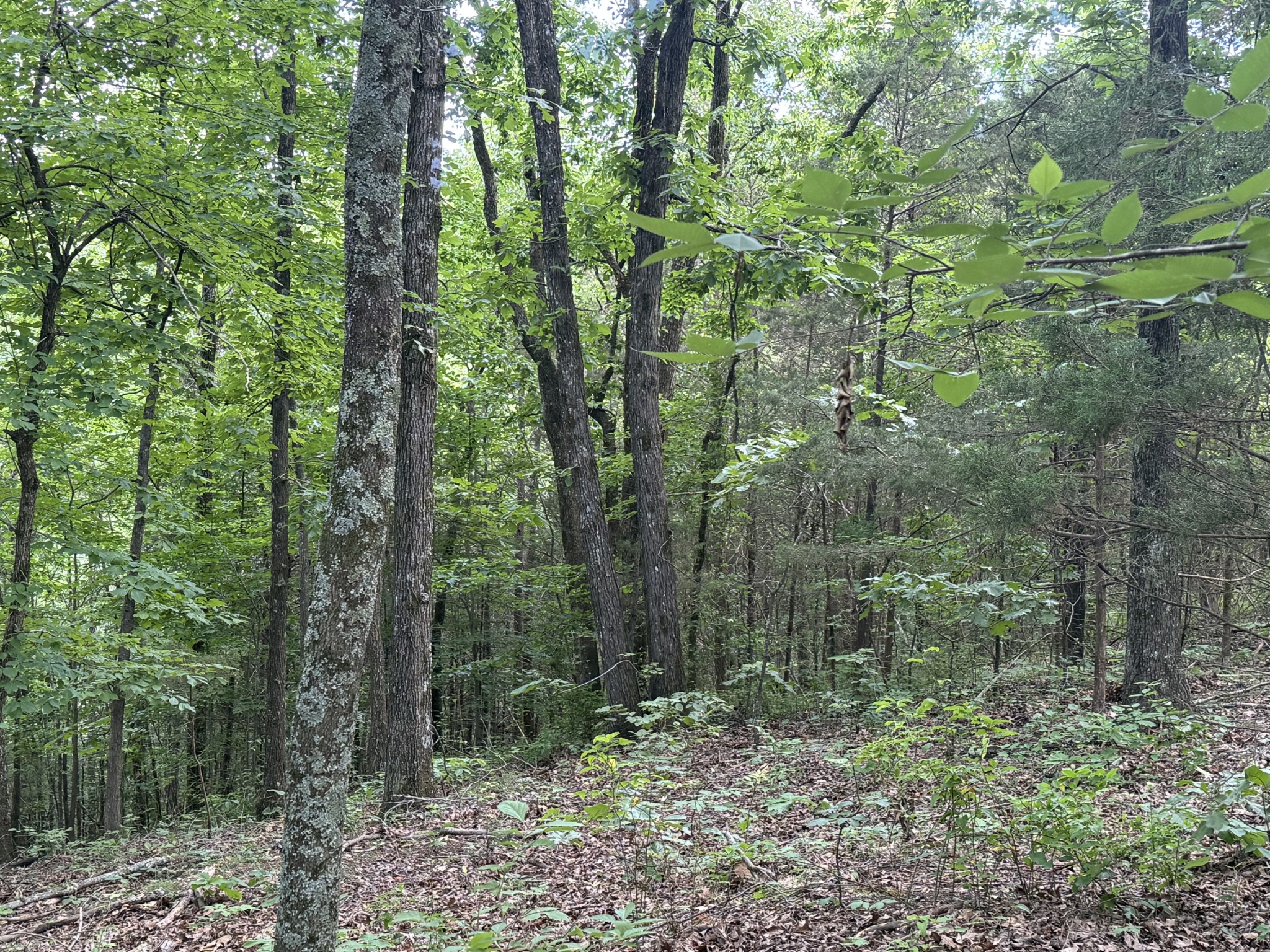 0 Jack Holt Road Prospect, TN 38477 - Photo 7 of 9