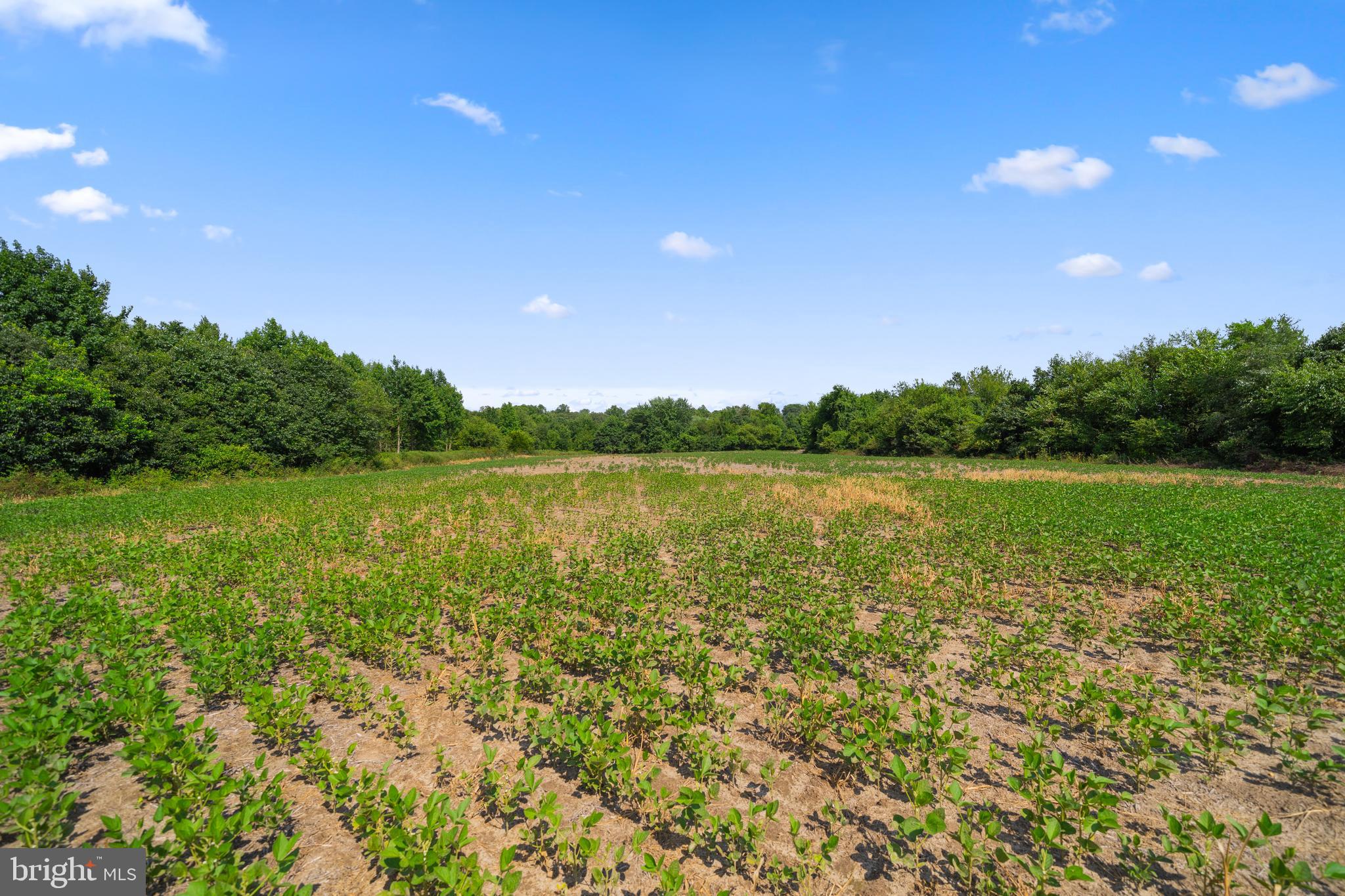 4591 Little Mastens Corner Road Felton, DE 19943 - Photo 15 of 22 Farm field