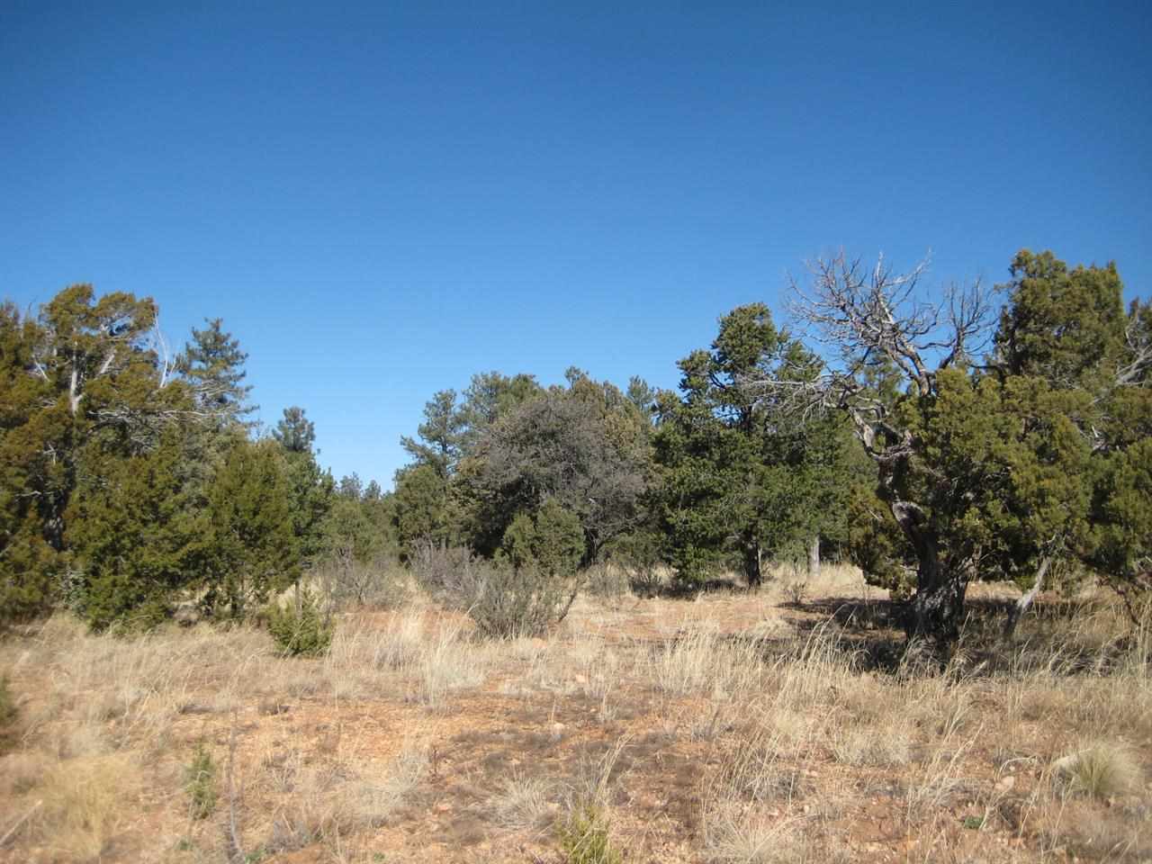 2874 4 Point Circle Overgaard, AZ 85933 - Photo 11 of 11