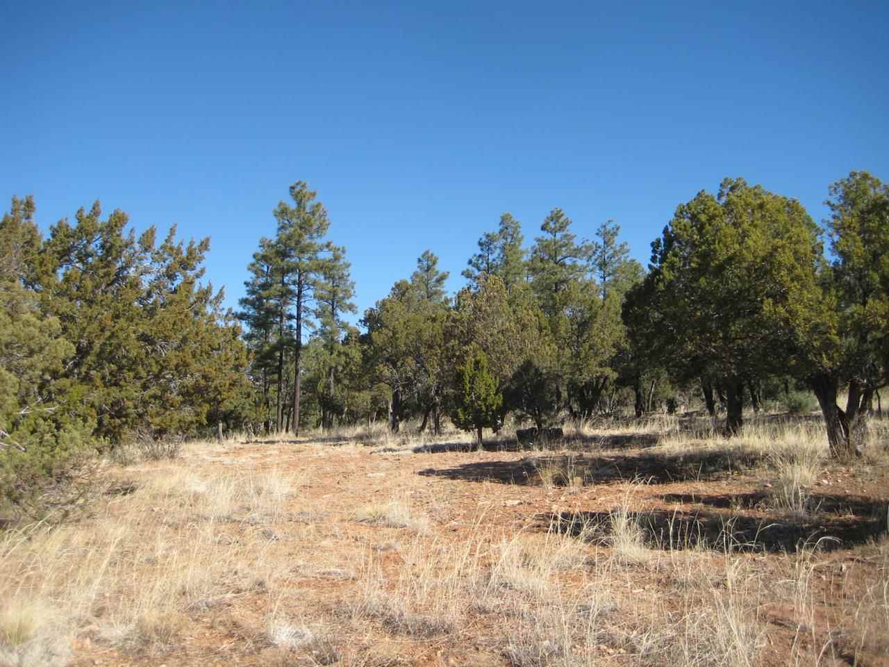 2874 4 Point Circle Overgaard, AZ 85933 - Photo 6 of 11