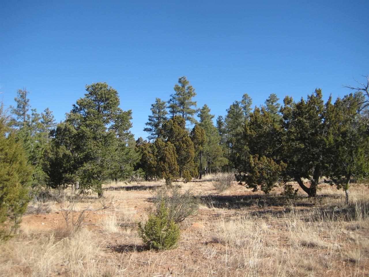 2874 4 Point Circle Overgaard, AZ 85933 - Photo 7 of 11