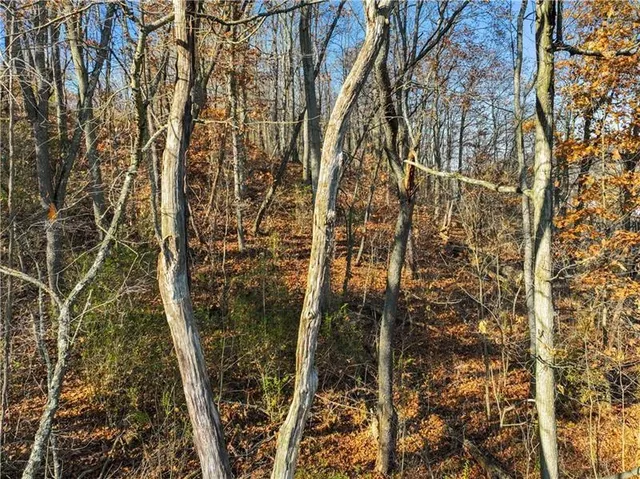 a view of a yard with trees