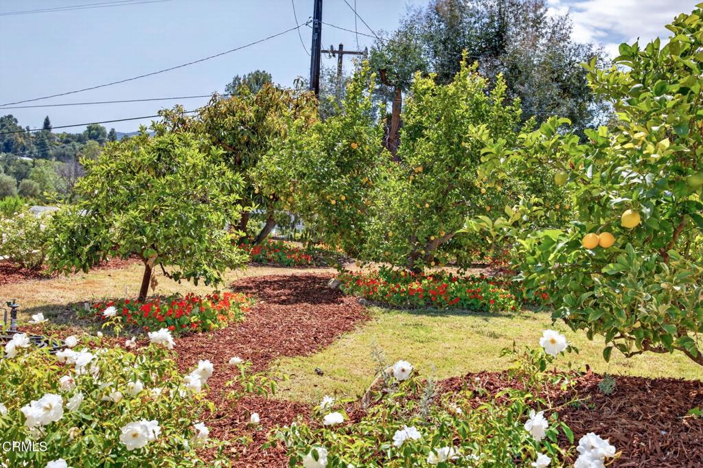 98 Howard Avenue Oak View, CA 93022 - Photo 49 of 72 a view of a yard with plants and large trees