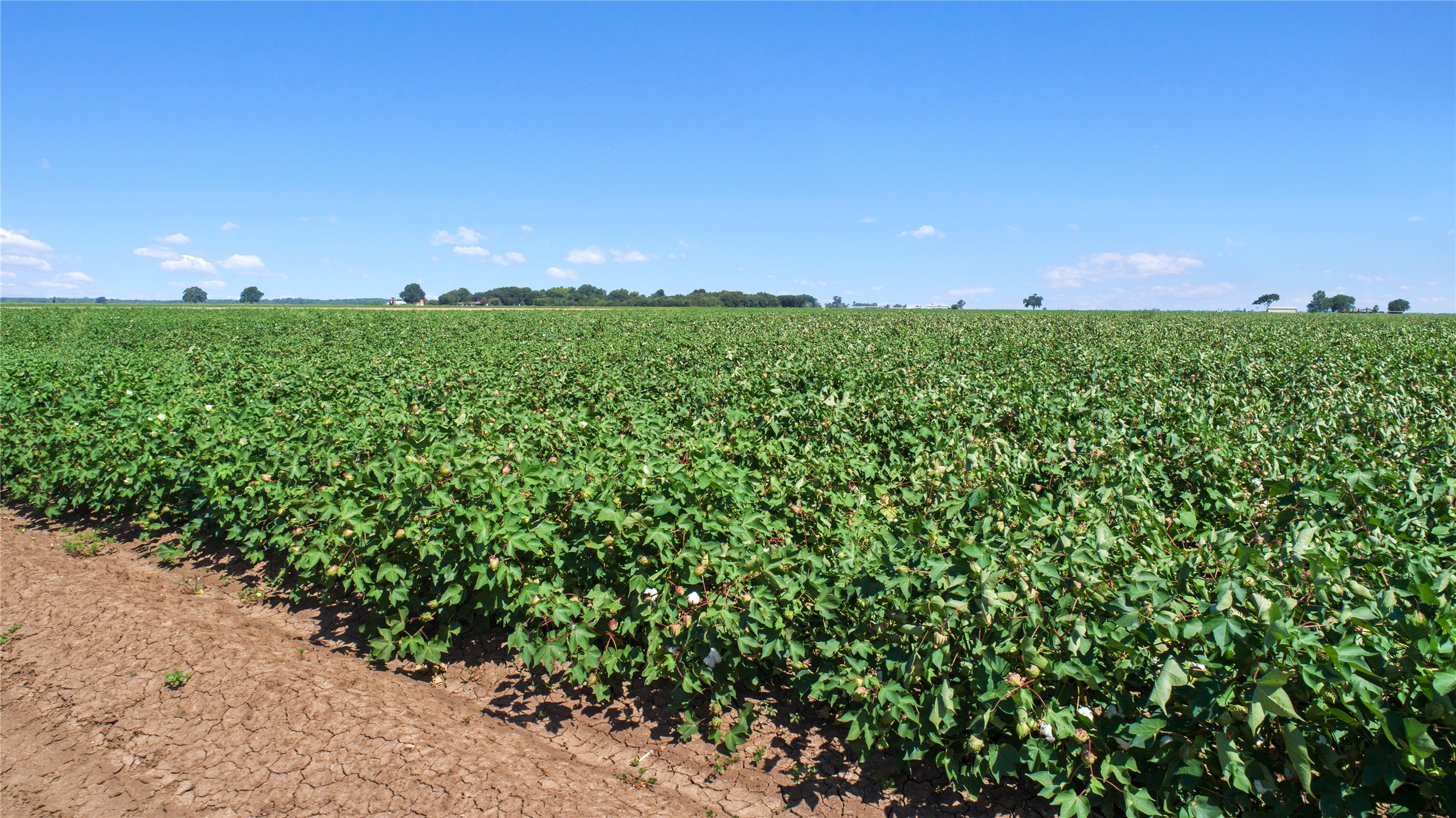 12485 Sandy Point Road Bryan, TX 77807 - Photo 10 of 14